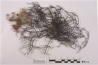 藏品(樹髮屬)的圖片